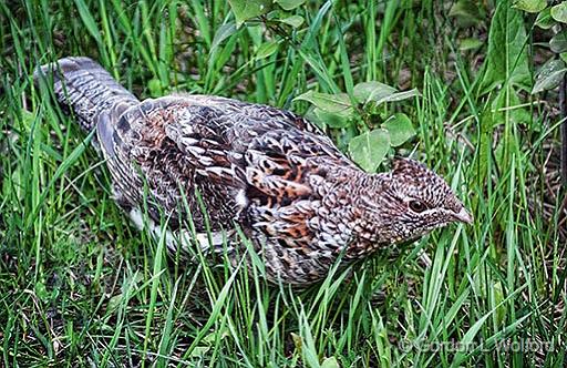 Grouse On The Ground_26753.jpg - Gray Morph Ruffed Grouse (Bonasa umbellus) photographed at Franktown, Ontario, Canada.